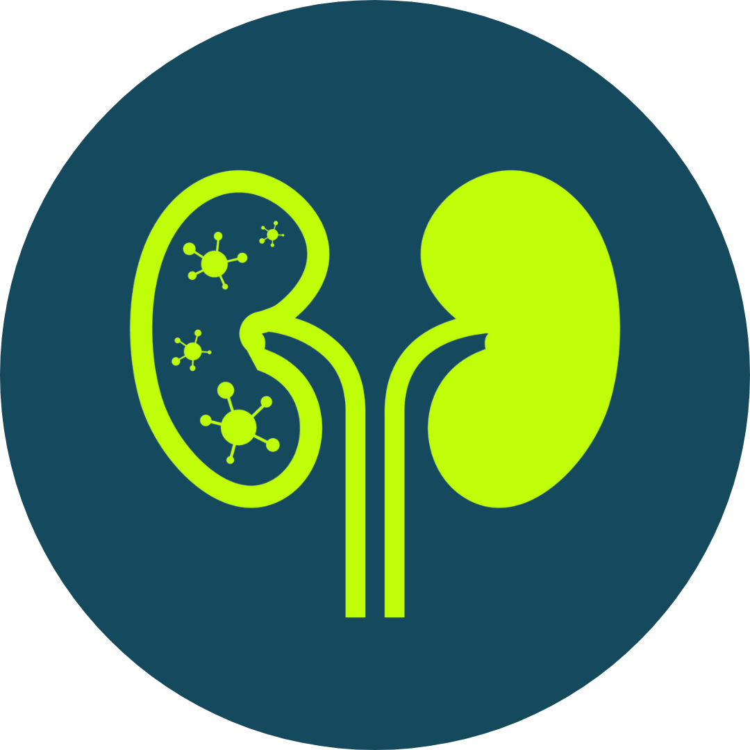 kidneyicon